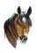 horse head bp - PNG gratuit GIF animé