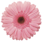 En rose - δωρεάν png κινούμενο GIF