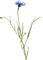 dolceluna flower - Free PNG Animated GIF