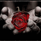 rose - Бесплатный анимированный гифка анимированный гифка