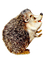 Hedgehog bp - zdarma png animovaný GIF