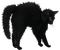 Black cat Bb2