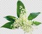 1er mai fleur Teeh - PNG gratuit GIF animé