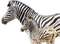 Rena Zebras Afrika Tiere - бесплатно png анимированный гифка