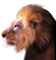 aze lion - PNG gratuit GIF animé