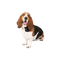 Basset Hound - gratis png animerad GIF