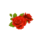 Роза с каплями - GIF animé gratuit
