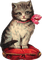 Cat, Katze, Kissen, Vintage - bezmaksas png animēts GIF