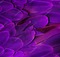 feathers background - kostenlos png Animiertes GIF