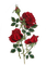 flowers two katrin - бесплатно png анимированный гифка