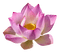 lotus flowers bp - kostenlos png Animiertes GIF