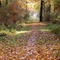 image encre couleur texture effet la nature automne paysage feuilles edited by me