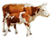 Rena Kuh Kalb Tier Cow - gratis png animerad GIF