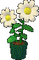Petz Flowers - безплатен png анимиран GIF