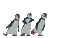 pingouin - GIF animado grátis Gif Animado