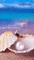 shell and ocean and pearl - Darmowy animowany GIF animowany gif