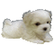 Dog Chien Pup Puppy Maltese White Animated