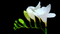 kwiaty - Δωρεάν κινούμενο GIF κινούμενο GIF