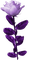 blomma--flower--purple--lila - 無料png アニメーションGIF