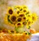 Sunflower  background - PNG gratuit GIF animé