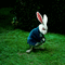 Conejo - Nemokamas animacinis gif animuotas GIF