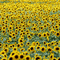 sunflowers - nemokama png animuotas GIF