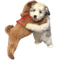 Calin chien - GIF animé gratuit