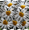 gif fleurs animées - Nemokamas animacinis gif animuotas GIF