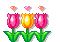 Tulipes - GIF เคลื่อนไหวฟรี GIF แบบเคลื่อนไหว