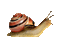Escargot.Snail.Caracol.gif.Victoriabea - Zdarma animovaný GIF animovaný GIF