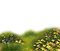 hierba flores transparente  dubravka4 - безплатен png анимиран GIF