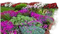 Pflanze - nemokama png animuotas GIF