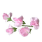 Flower Sweet Peas - png gratis GIF animasi