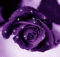 rose violette - Darmowy animowany GIF animowany gif