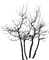Осенние деревья - bezmaksas png animēts GIF