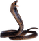 Kaz_Creations Snakes Snake - gratis png animerad GIF
