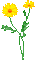 Blume, fleur, flower