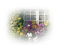 minou-winndow-flower-fönster - nemokama png animuotas GIF