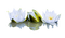 chantalmi fleur blanche nénuphar