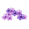 purple flowers - png ฟรี GIF แบบเคลื่อนไหว