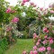 Rose garden, jardin des roses, Rosengarten