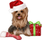 Kaz_Creations Christmas Dog Pup Dogs Colours - nemokama png animuotas GIF