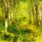 Wald, forest, forêt - GIF animé gratuit GIF animé