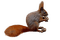 orava, squirrel, sisustus, decor - png gratuito GIF animata