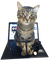 cats bp - kostenlos png Animiertes GIF