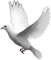 reis - Free PNG Animated GIF