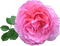 Trandafir 21 - png grátis Gif Animado