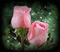 rose - 無料のアニメーション GIF アニメーションGIF