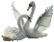 Kaz_Creations Swans Swan Birds - GIF animé gratuit GIF animé