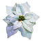 poinsettia blanc - GIF animé gratuit